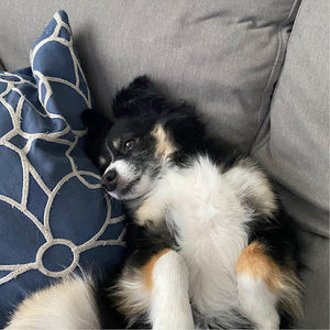 Meet your Posher, Alexis